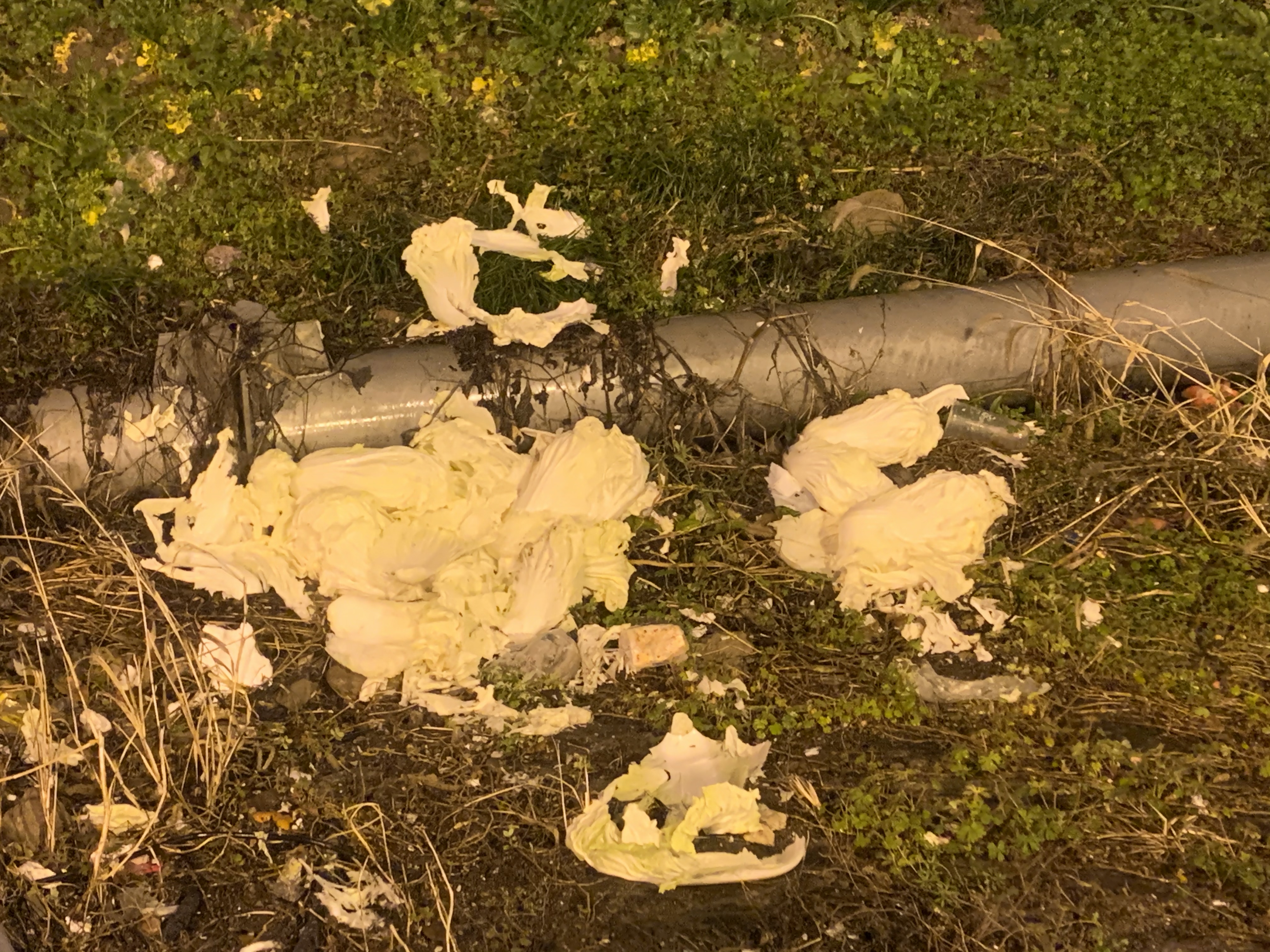 1675642356506183.jpg 郭斯鴻攝1.jpg